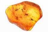 Fossil Soft Millipede, Spider, and Fungus Gnats in Baltic Amber #300716-1